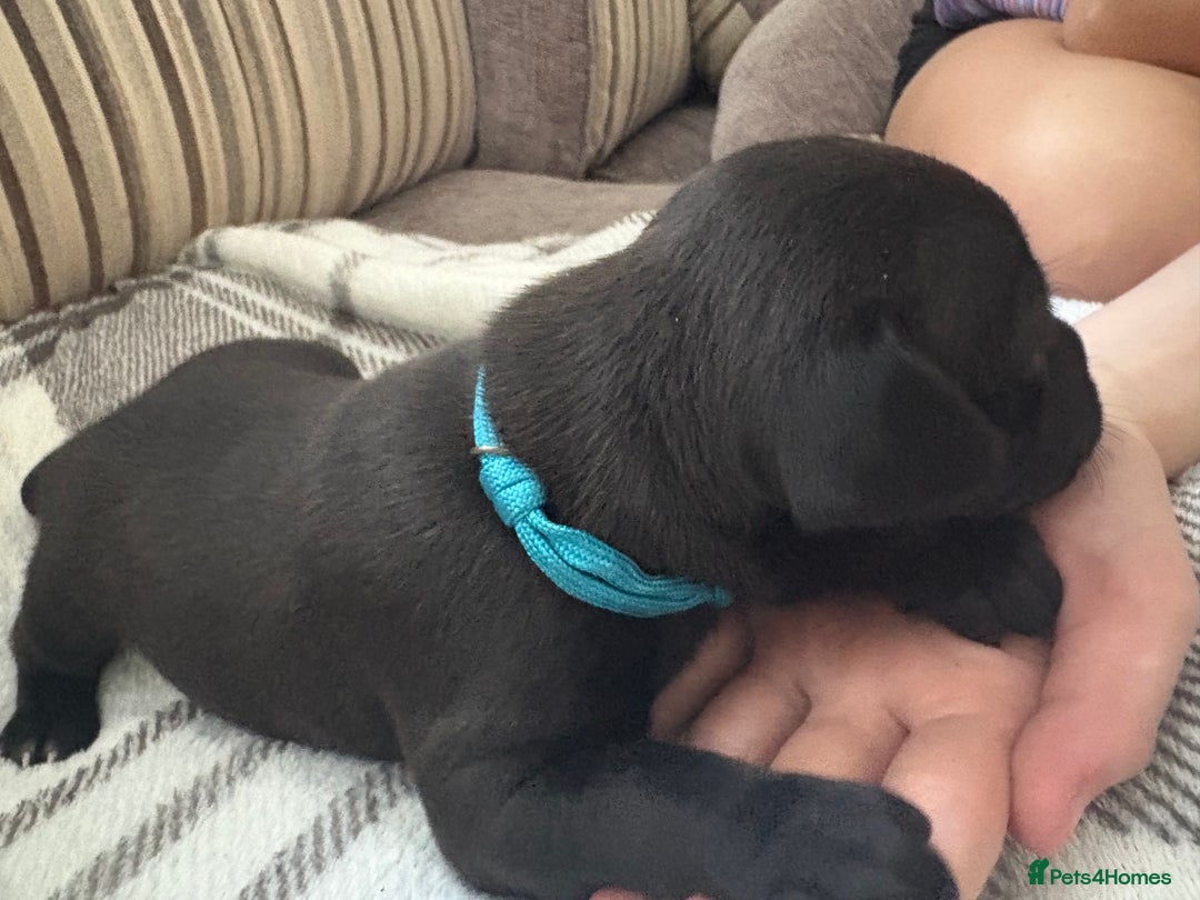 Staffordshire Bull Terrier dogs for sale: 8 Staffordshire Bull Terriers  - Image 30