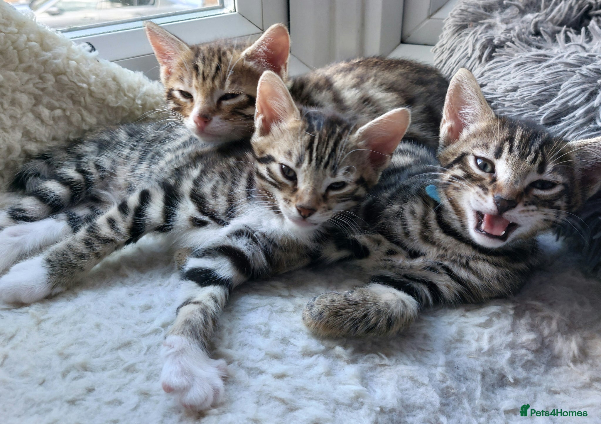 Mixed Breed cats Mixed/ x tabby/ half bengal kittens💙🧡💚 - Advert 1