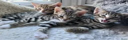 Mixed Breed cats for sale: Mixed/ x tabby/ half bengal kittens💙🧡💚 - Advert 1