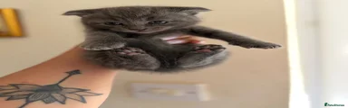 Scottish Fold 2