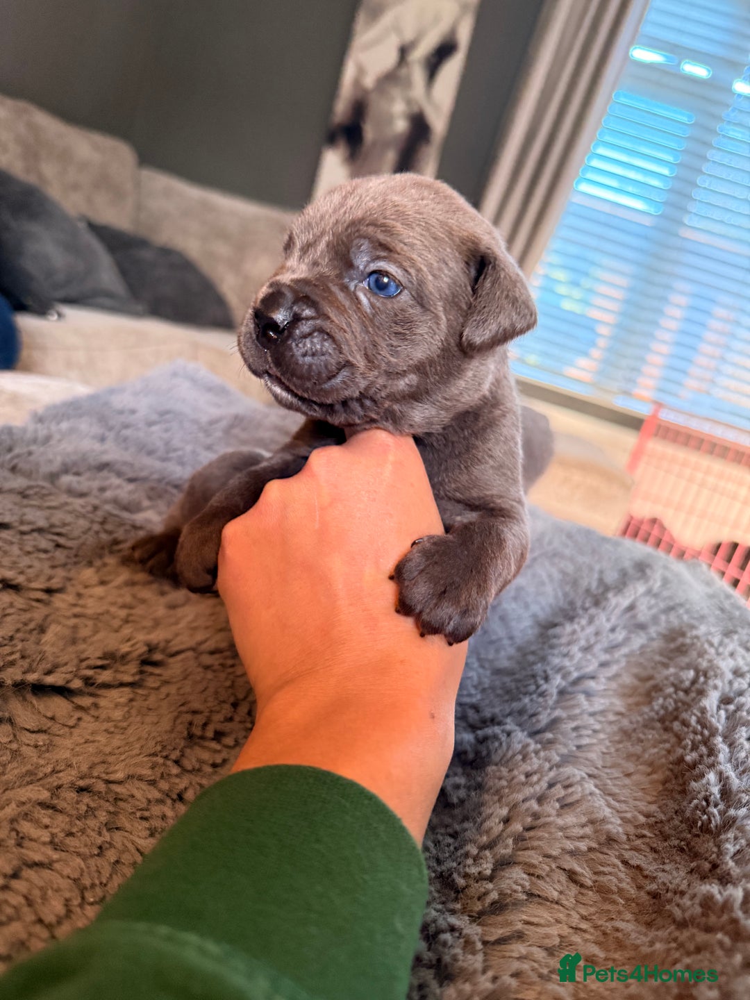 Cane Corso dogs for sale: Exceptional, Champion Bloodline Cane Corso Puppies - Advert 12
