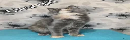 Maine Coon cats for sale: Maine Coon kittens "Pureee Love" - Advert 5