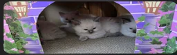 Ragdoll cats for sale: Beautiful blue point and bicolour ragdoll kittens - Advert 3