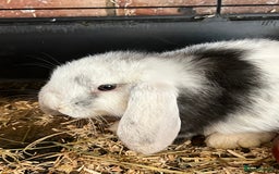 Mini Lop rabbits for sale: Mini Lop Baby Boys - Image 14