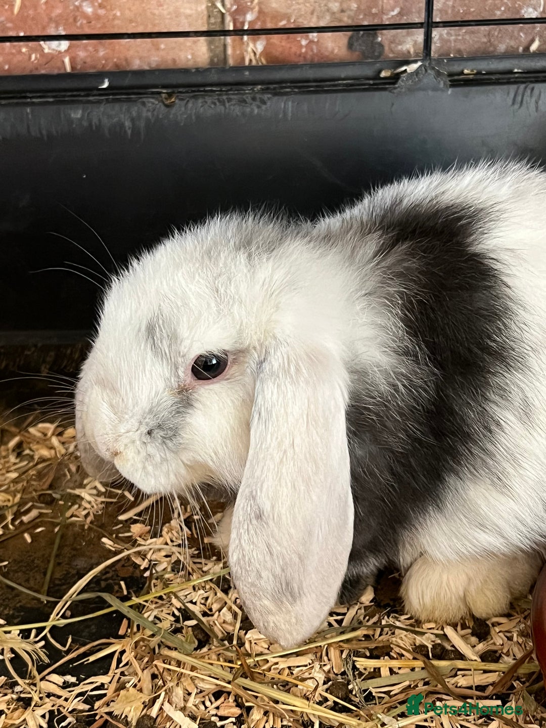 Mini Lop rabbits for sale: Mini Lop Baby Boys - Image 14