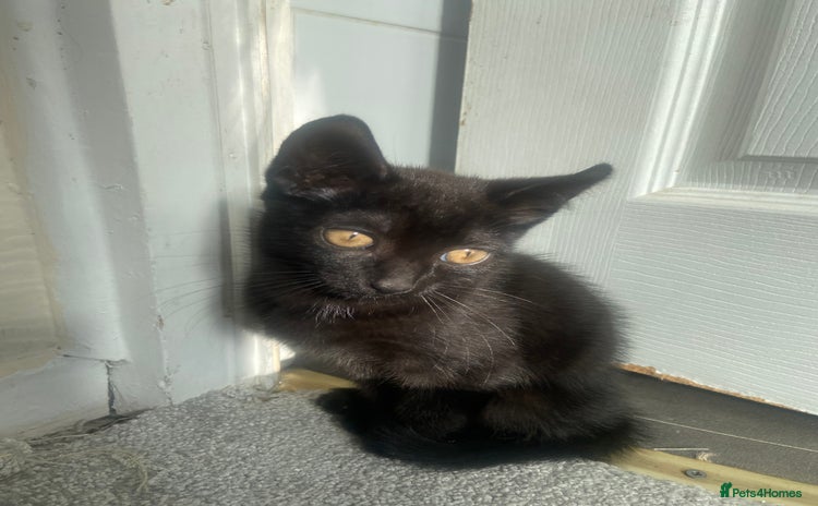 Mixed Breed cats - Advert 20