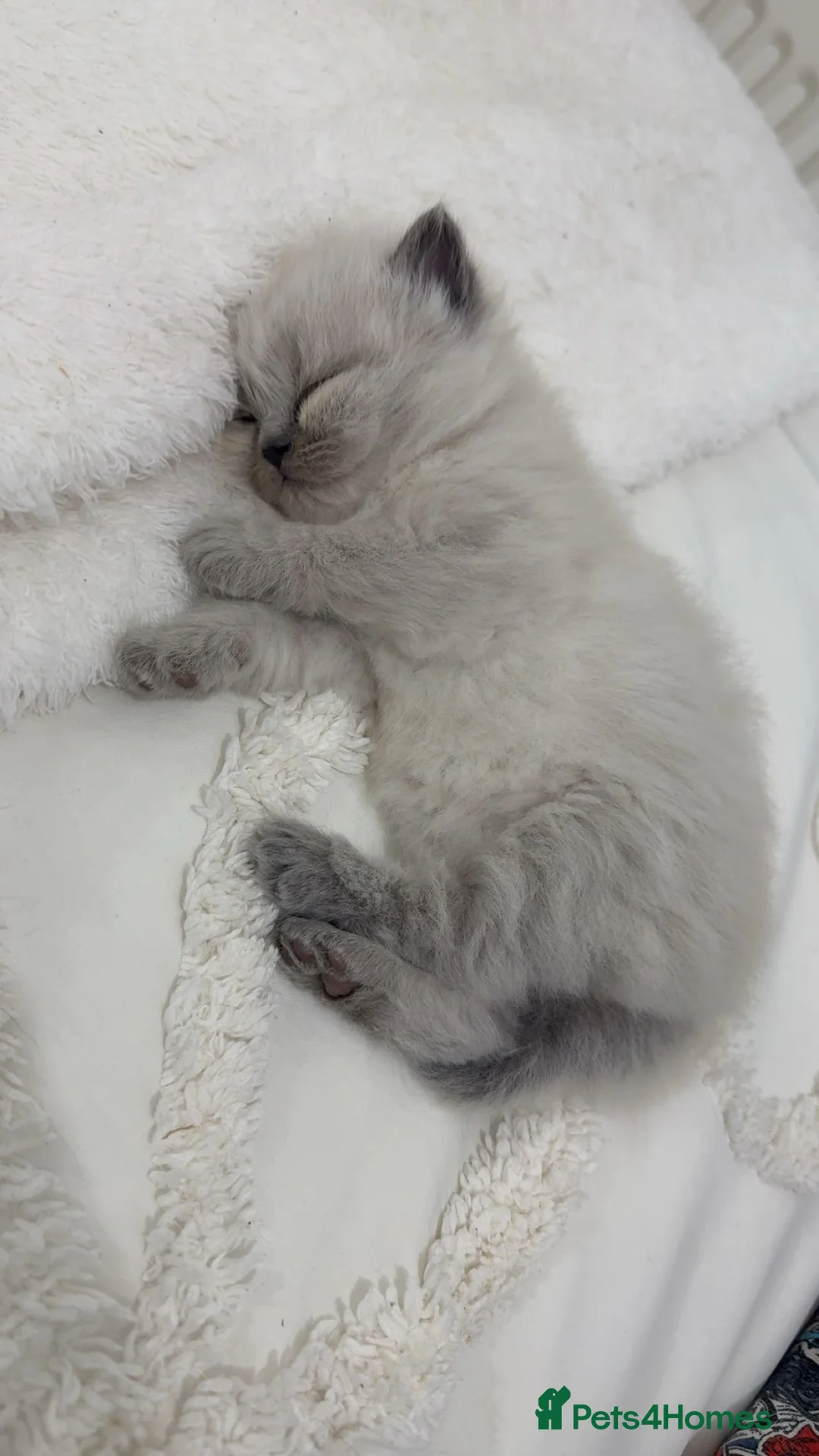 British Longhair cats for sale: Bluepoint British longhair grey British shorthair  - Advert 4