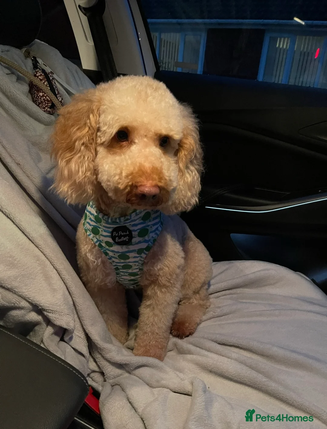 Cockapoo dogs for sale: Adorable male cockapoo - Advert 4