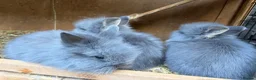 Lionhead rabbits for sale: Fluffy double mane lion head rabbits for sale  - Advert 3