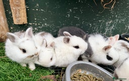 Netherland Dwarf rabbits for sale: Beautiful tamed Bunnies for sale  - Advert 10