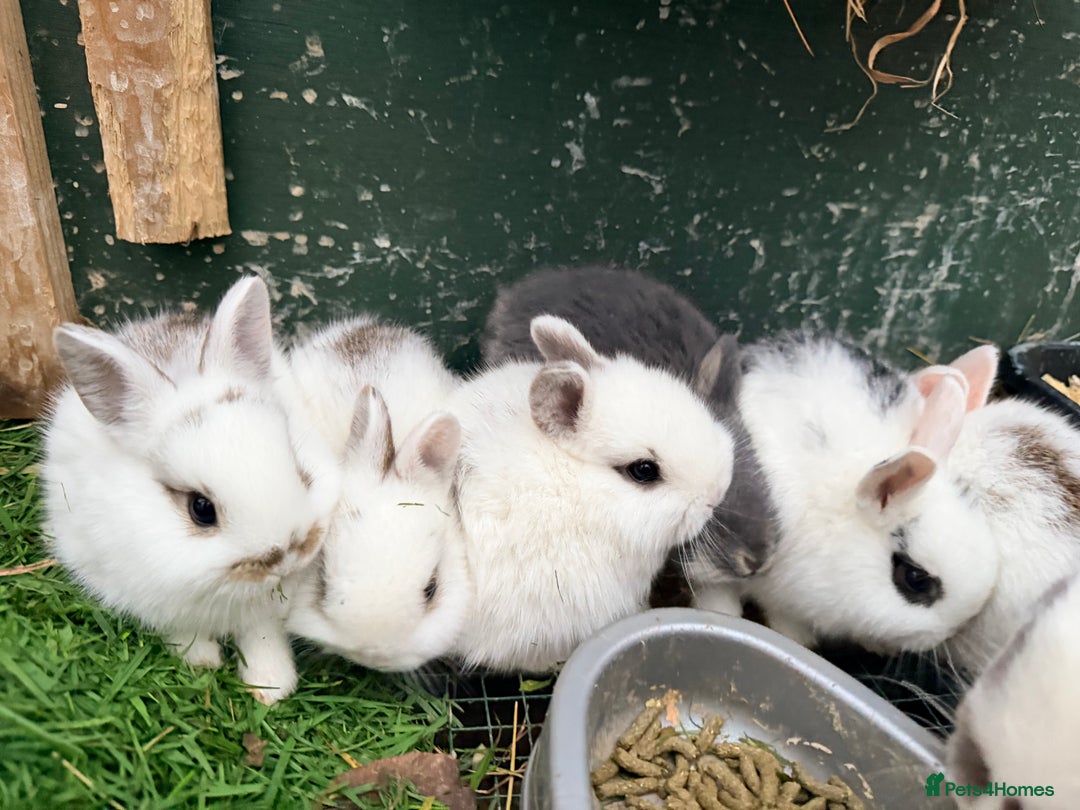 Netherland Dwarf rabbits for sale: Beautiful tamed Bunnies for sale  - Advert 10