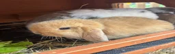 Mini Lop rabbits for sale: Beautiful Mini Lop - Advert 1