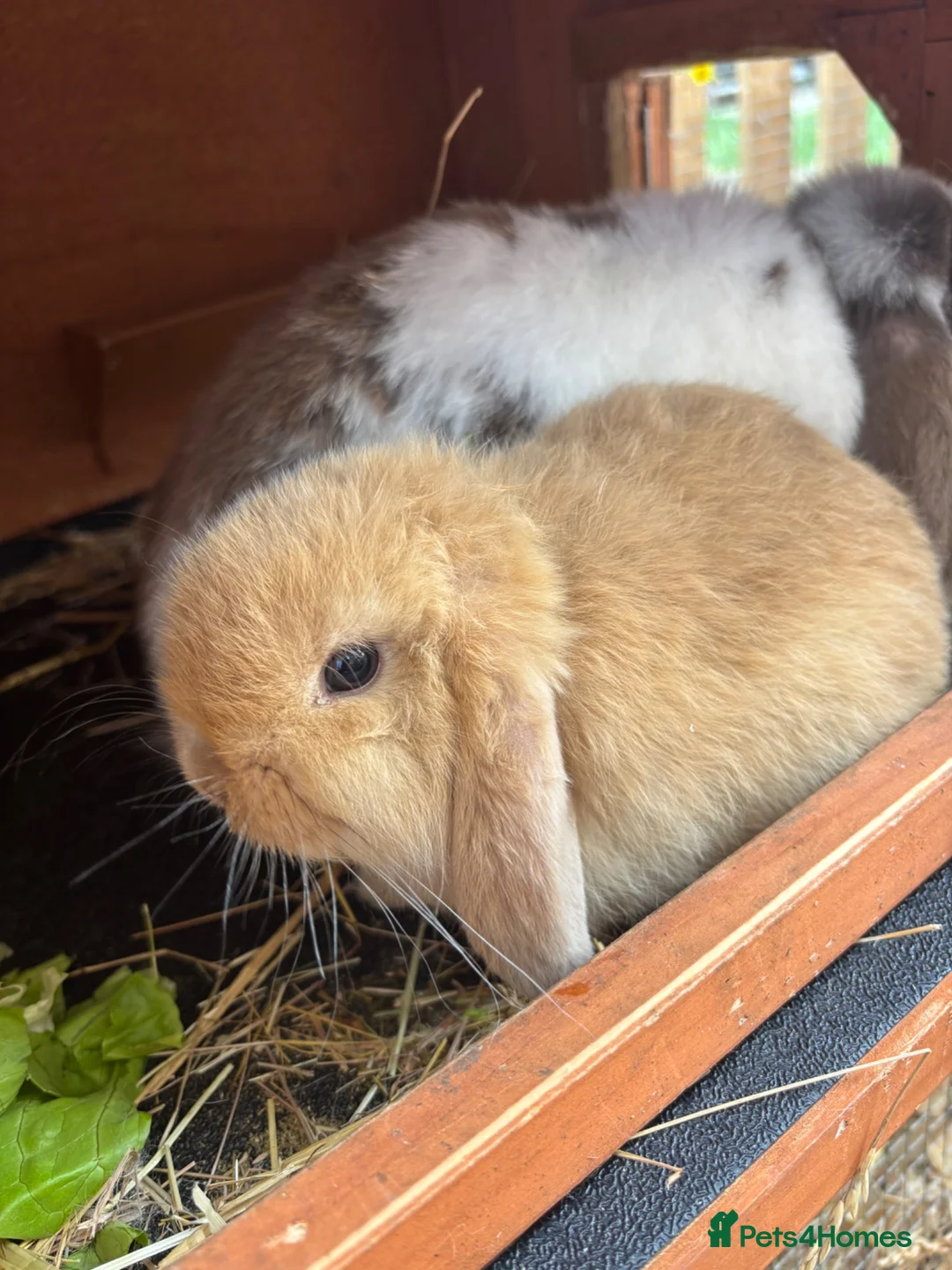 Mini Lop rabbits for sale: Beautiful Mini Lop - Advert 1