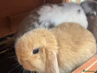 Mini Lop rabbits Beautiful Mini Lop - Advert 12
