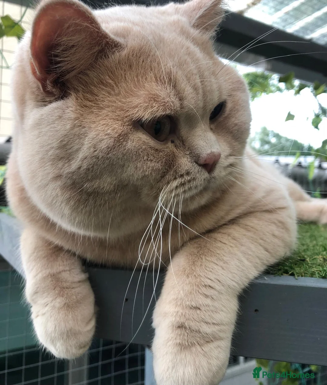 British Shorthair cats for sale: Adorable BSH kittens, GCCF reg. - Advert 10