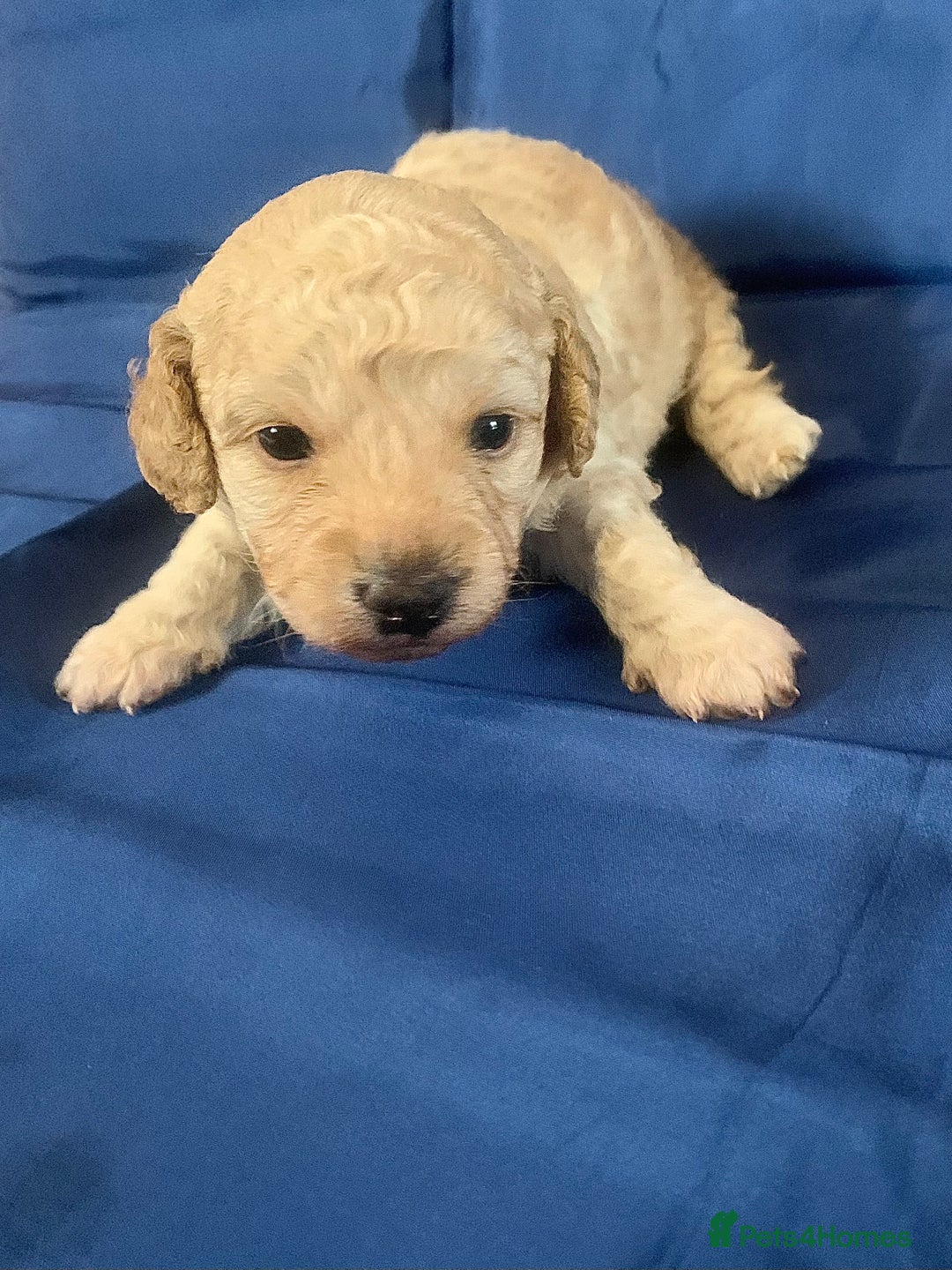 Miniature Poodle dogs for sale: Miniature poodles for sale  2 boys and 3 girls - Advert 8