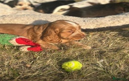Cocker Spaniel dogs for sale: STUNNING Rizi Bizi sired Cocker puppies DNA Tested - Image 21