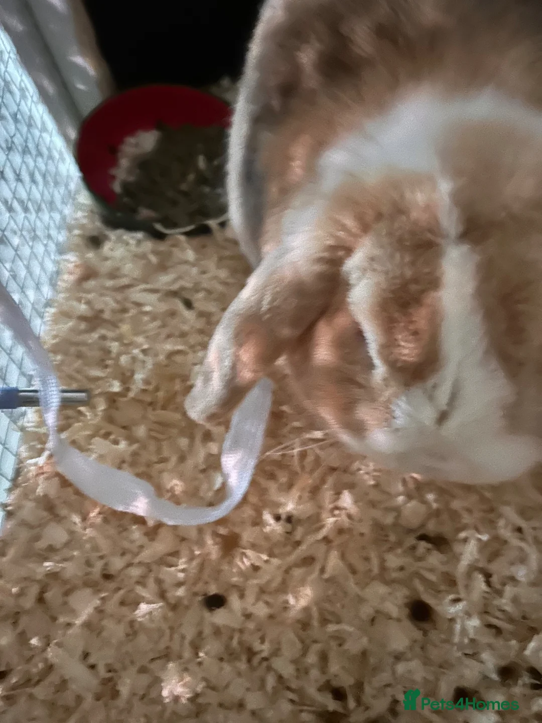 Dwarf Lop rabbits for sale: Mini lop male - Advert 2