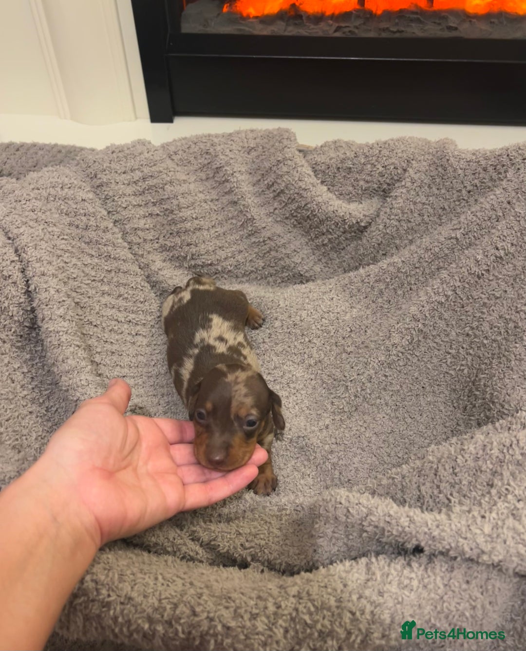 Miniature Dachshund dogs for sale: Miniature dachshunds  - Image 4