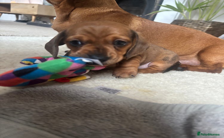 Miniature Dachshund dogs - Advert 7