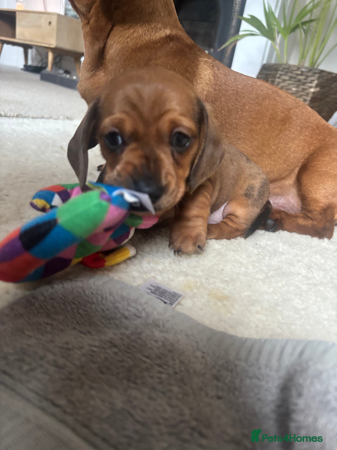 Miniature Dachshund dogs for sale: Miniature smoothed haired dachshund  - Image 1