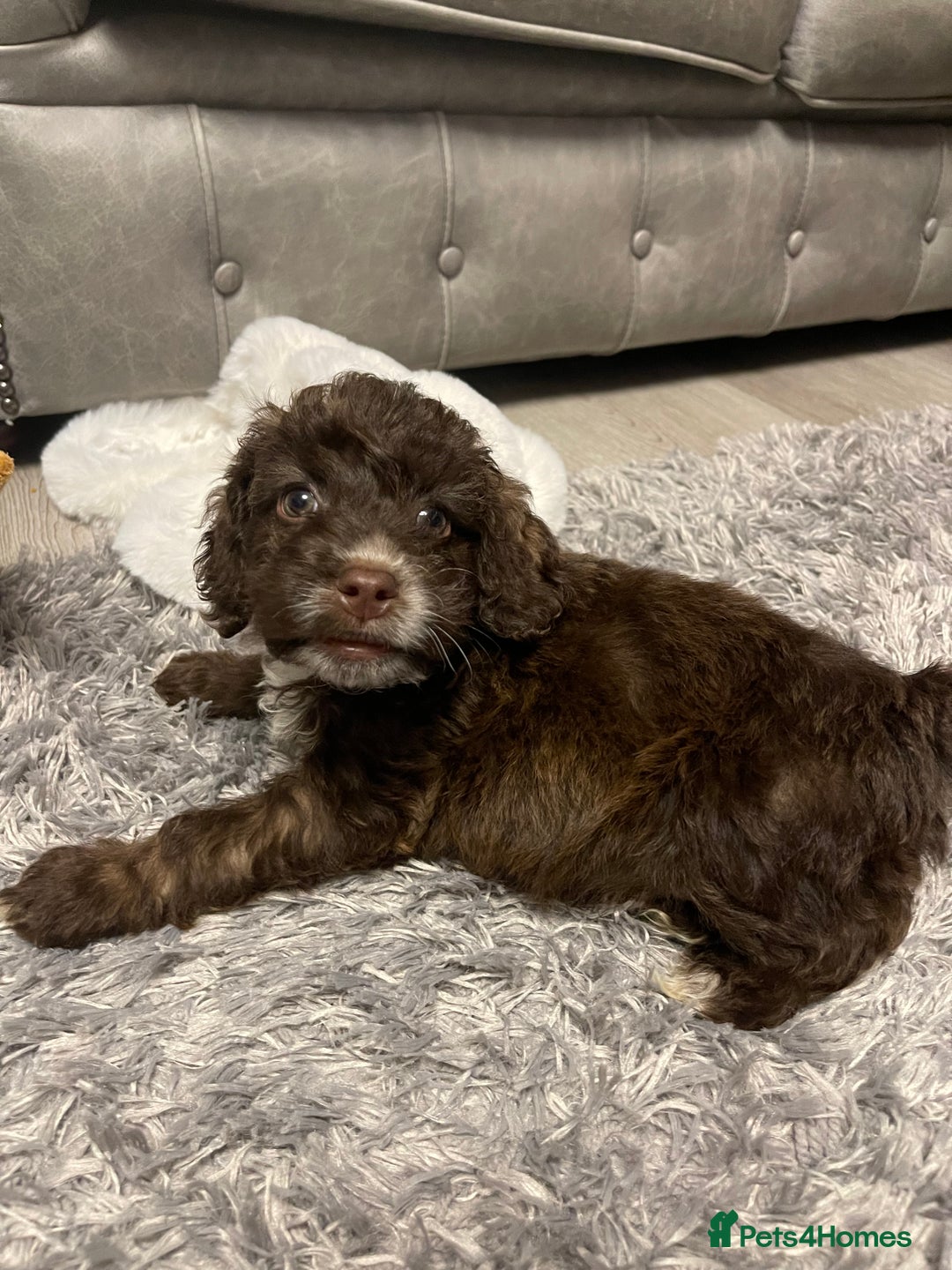 Cockapoo dogs for sale: Cockapoo Puppy Rehome - Advert 3