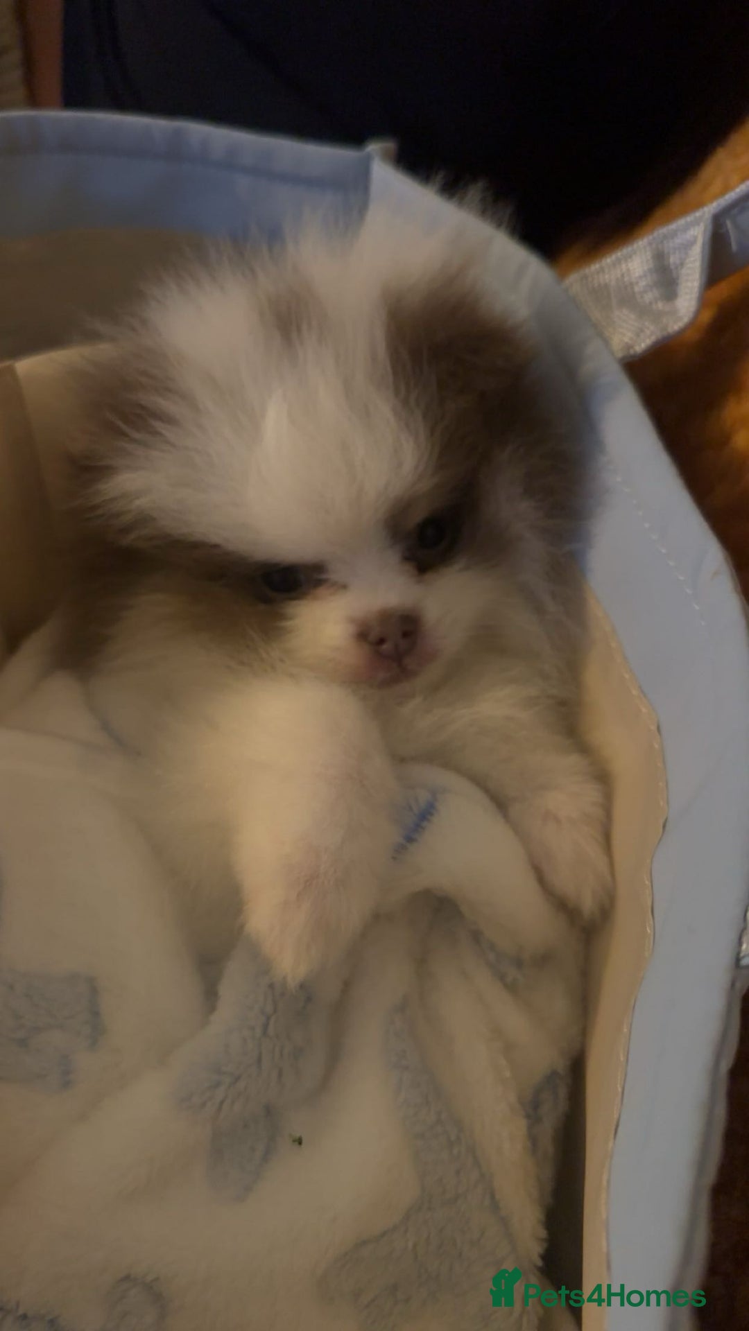 Pomeranian dogs for sale: Everest - Advert 6
