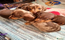 Miniature Dachshund dogs for sale: Miniature Dachshund Pups - Image 17