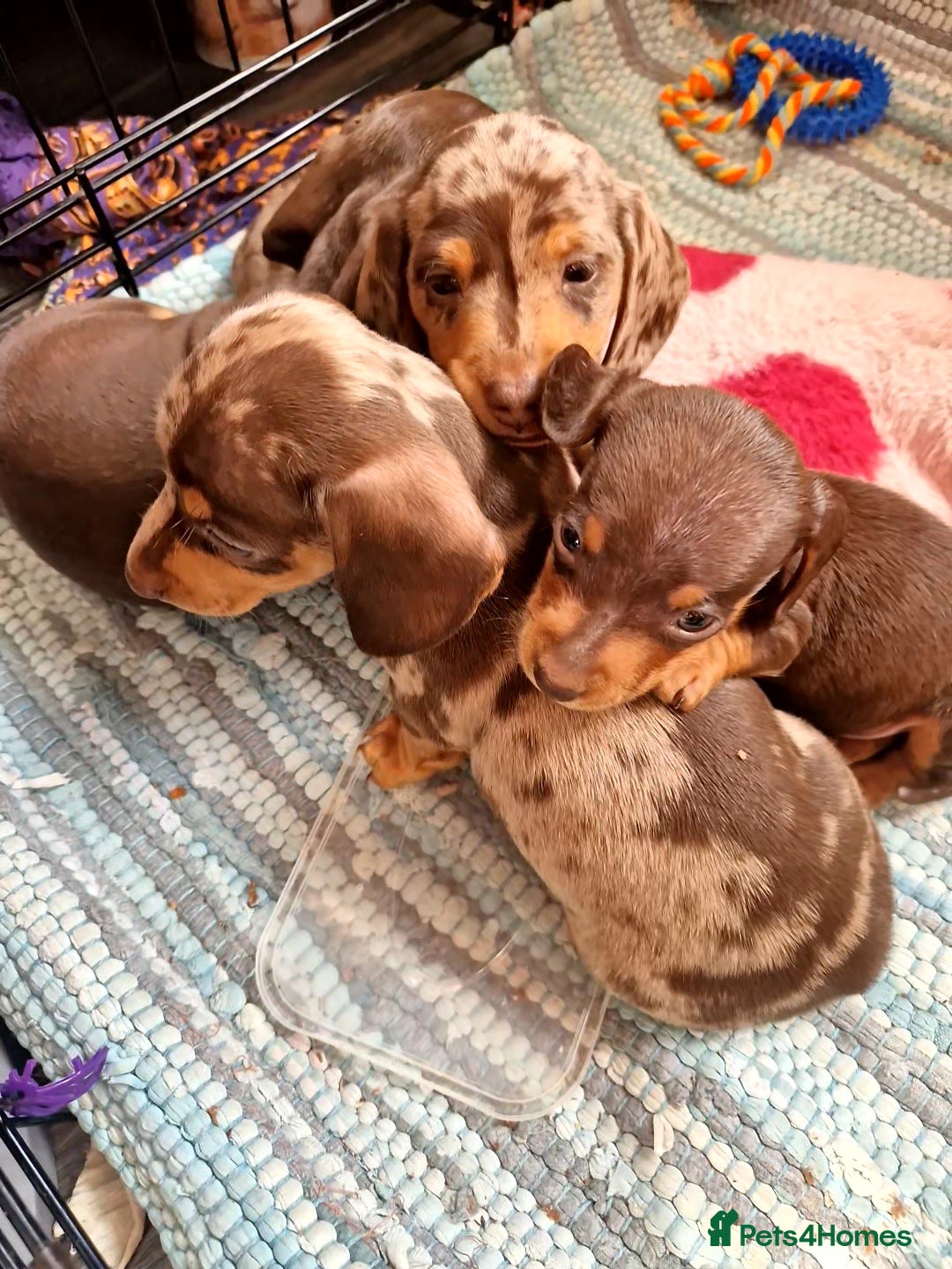 Miniature Dachshund dogs for sale: Miniature Dachshund Pups - Image 17