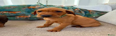 Dark Green Collar