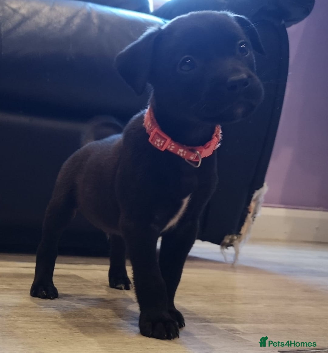 Mixed Breed dogs for sale: Ready in 11 days! 9x LABRADOR X STAFFY  - Image 1