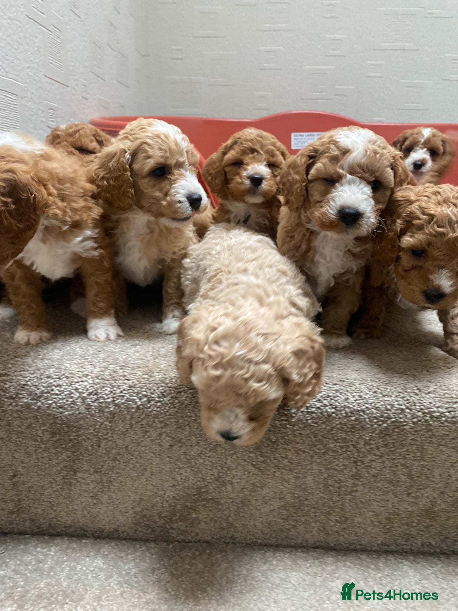 Cavapoochon dogs Cavapoochon puppies  - Advert 5