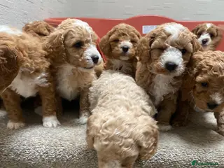 Cavapoochon dogs Cavapoochon puppies - Advert 8