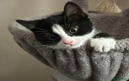Mixed Breed cats for sale: Black and white female kitten 🐈‍⬛ - Image 3