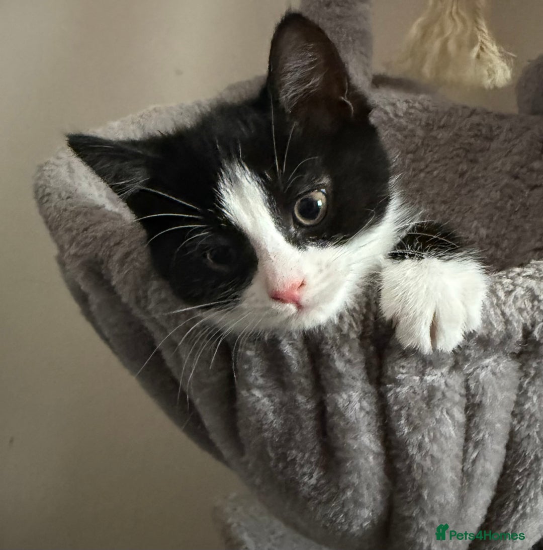 Mixed Breed cats for sale: Black and white female kitten 🐈‍⬛ - Image 3