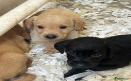 Labrador Retriever dogs for sale: 5⭐️kc reg Labrador puppies⭐️ - Image 4