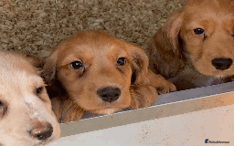 Cocker Spaniel dogs for sale: Superb KC Regd Red Working Cocker Spaniel puppies  - Image 6