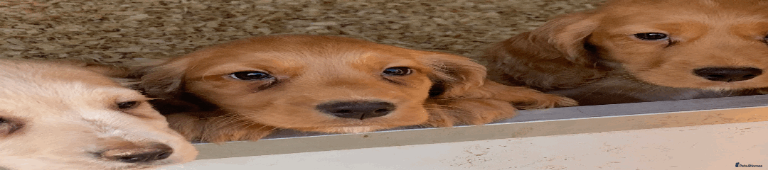 Cocker Spaniel Puppy 3