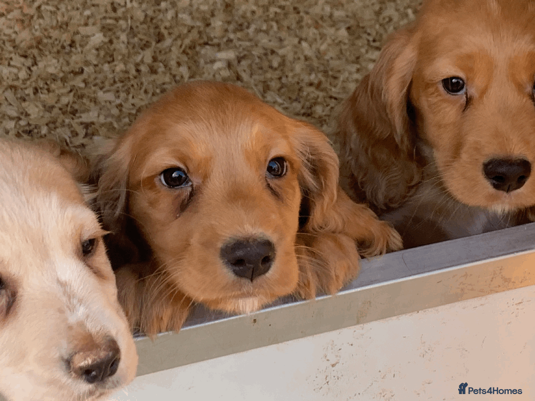 Cocker Spaniel dogs for sale: Superb KC Regd Red Working Cocker Spaniel puppies  - Image 6