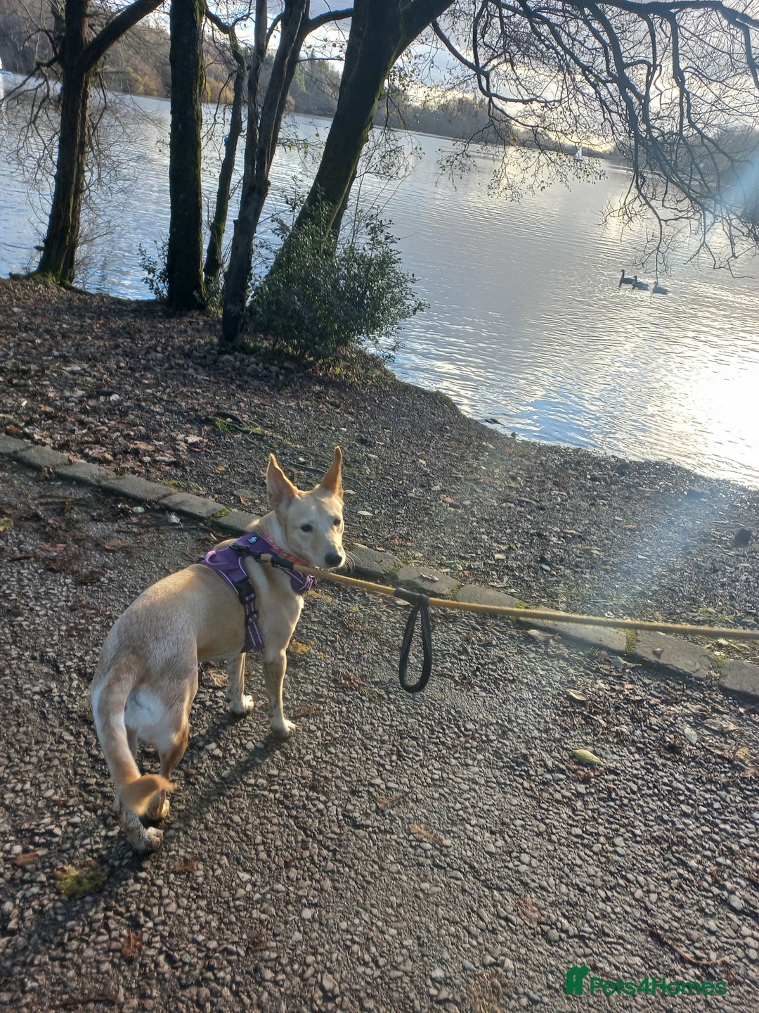 Mixed Breed dogs for adoption: Amber is looking for her forever home - Advert 6