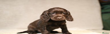 Cocker Spaniel Puppy 5