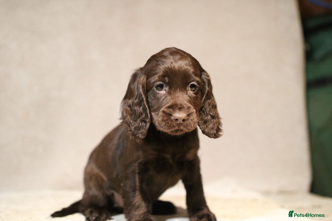 Cocker Spaniel dogs for sale: Beautiful litter of KC reg show type cockers  - Advert 15