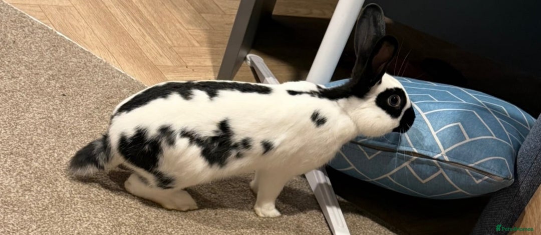 English Spot rabbits for sale: 6 month old English spot male rabbit  - Image 4