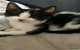 Mixed Breed cats for sale: Cat mixed  - Image 4