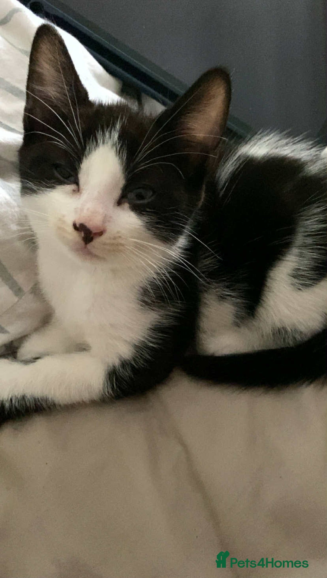 Mixed Breed cats for sale: Cat mixed  - Image 4
