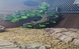 Leopard Gecko reptiles for sale: 5 year old male leopard gecko  - Image 9