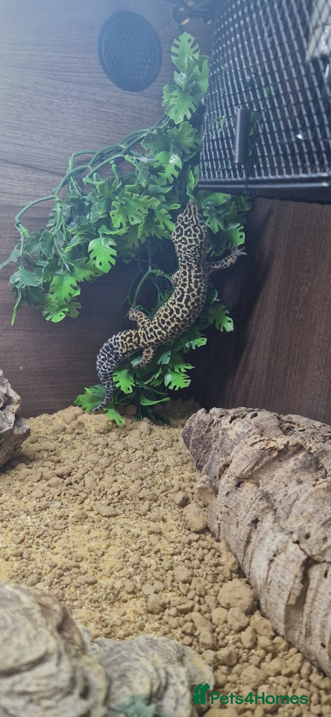 Leopard Gecko reptiles for sale: 5 year old male leopard gecko  - Image 9