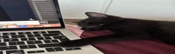 Mixed Breed cats for sale: Lovely 8-Week-Old Kittens (Flea/Worm Treated)⁠ in Chigwell - Advert 3