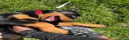 Rottweiler dogs for sale: Riicco - Advert 5