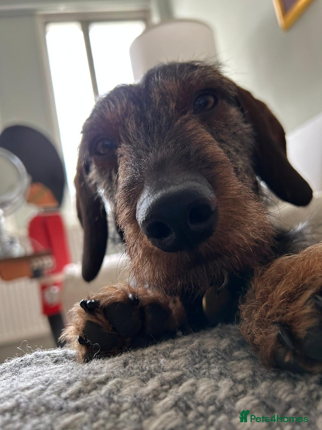 Miniature Dachshund dogs for stud: Looking for wife! Mini Wirehaired Dachshund - Image 30